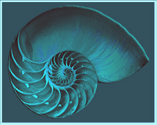 nautilus